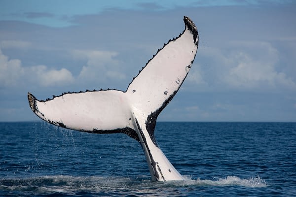 Hervey-bay-whale-watching