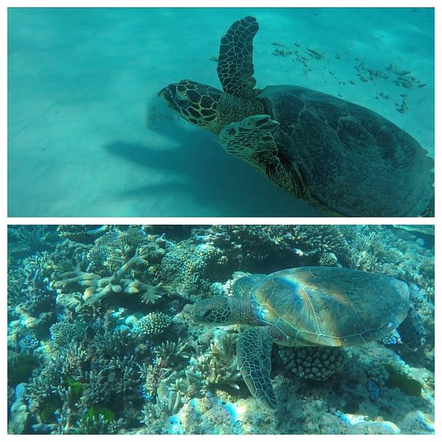 Two turtles swimming