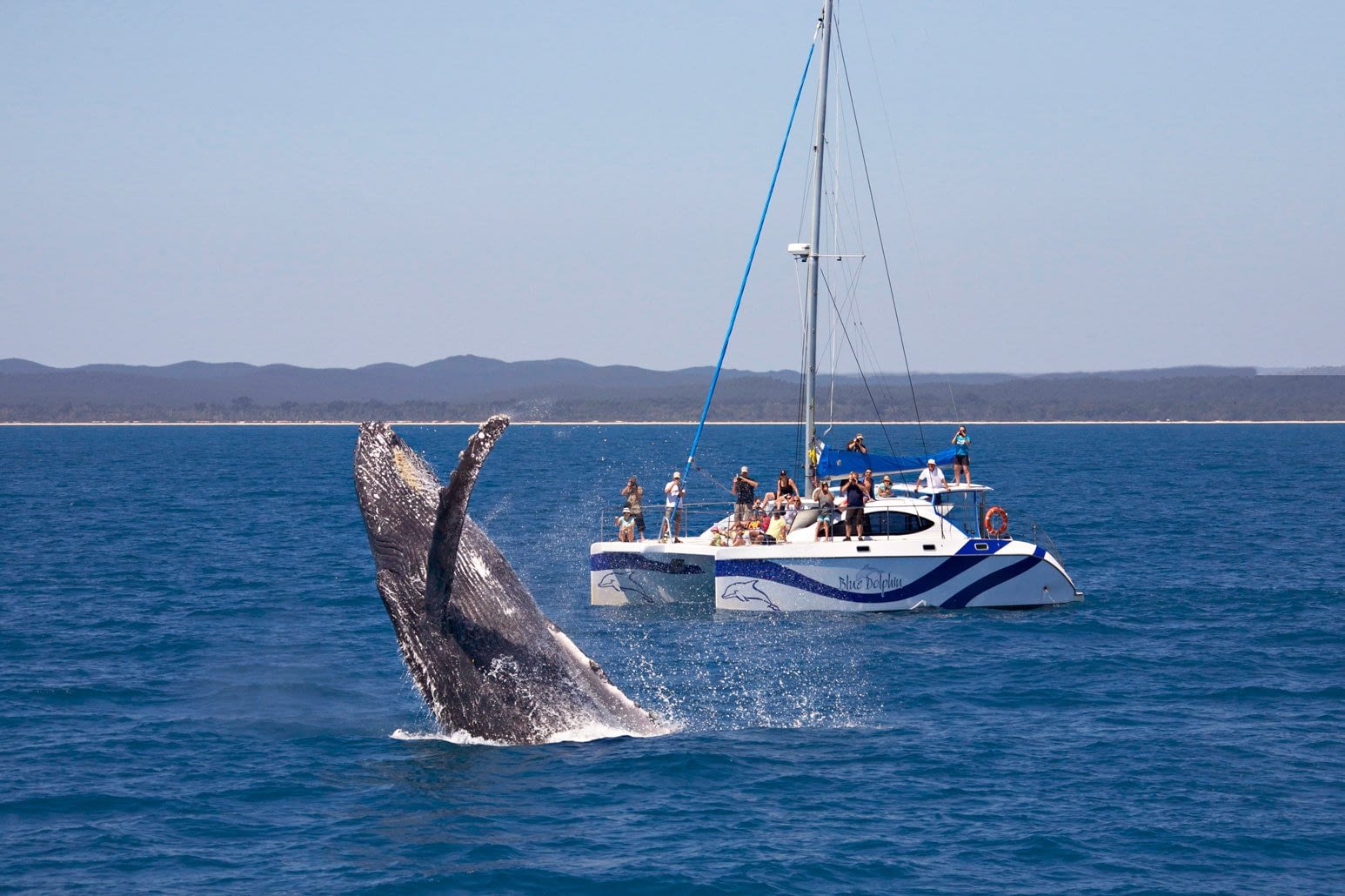blue-dolphin-whale-watch